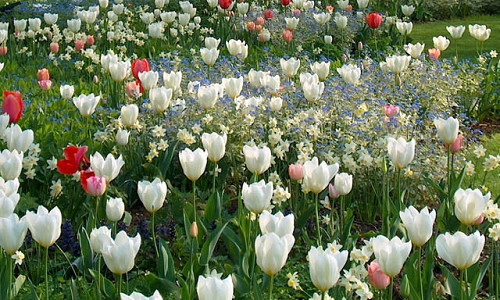 Spring Combination Ideas, Bulb Combinations, Plant Combinations, Flowerbeds Ideas, Spring Borders, Tulip 'Apricot Beauty', Tulip 'Purissima', Tulip 'Pink Diamond, Narcissus 'Sailboat', Narcissus 'Segovia', Tulip 'Arma',Tulipa 'Apricot Beauty', Tulipa 'Pur